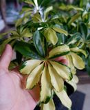  Cây Ngũ gia bì cẩm thạch nội thất 