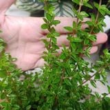  Hàm hương (Moujean Tea, Bahamas Berry, Pineapple Verbena) 