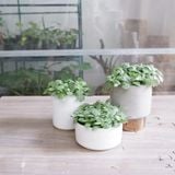  Lá mai mắn - Fittonia nội thất 
