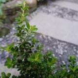  Hàm hương (Moujean Tea, Bahamas Berry, Pineapple Verbena) 