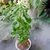  Húng quế tây (sweet Basil) 