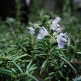 Cây Hương thảo (Rosemary) 