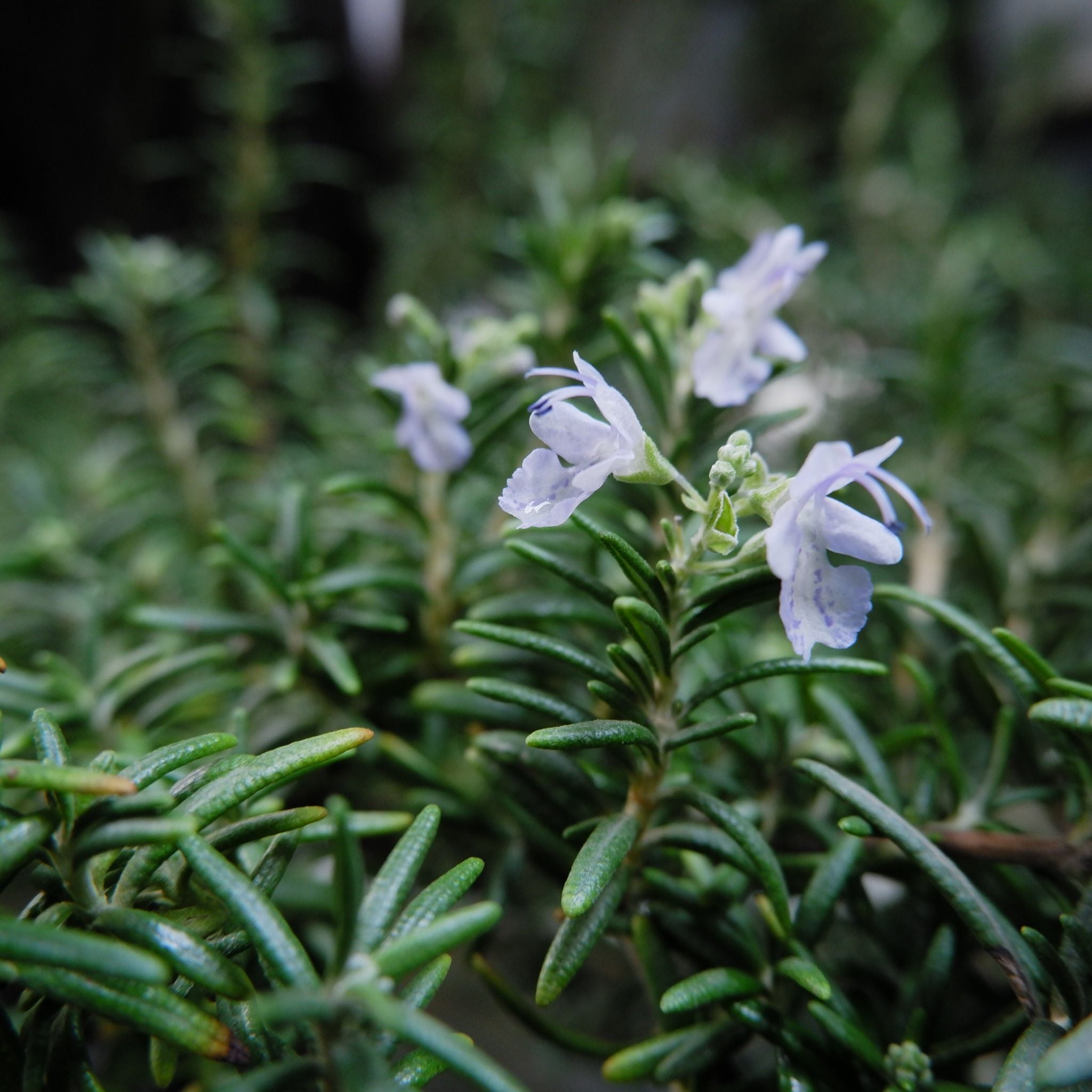  Cây Hương thảo (Rosemary) 