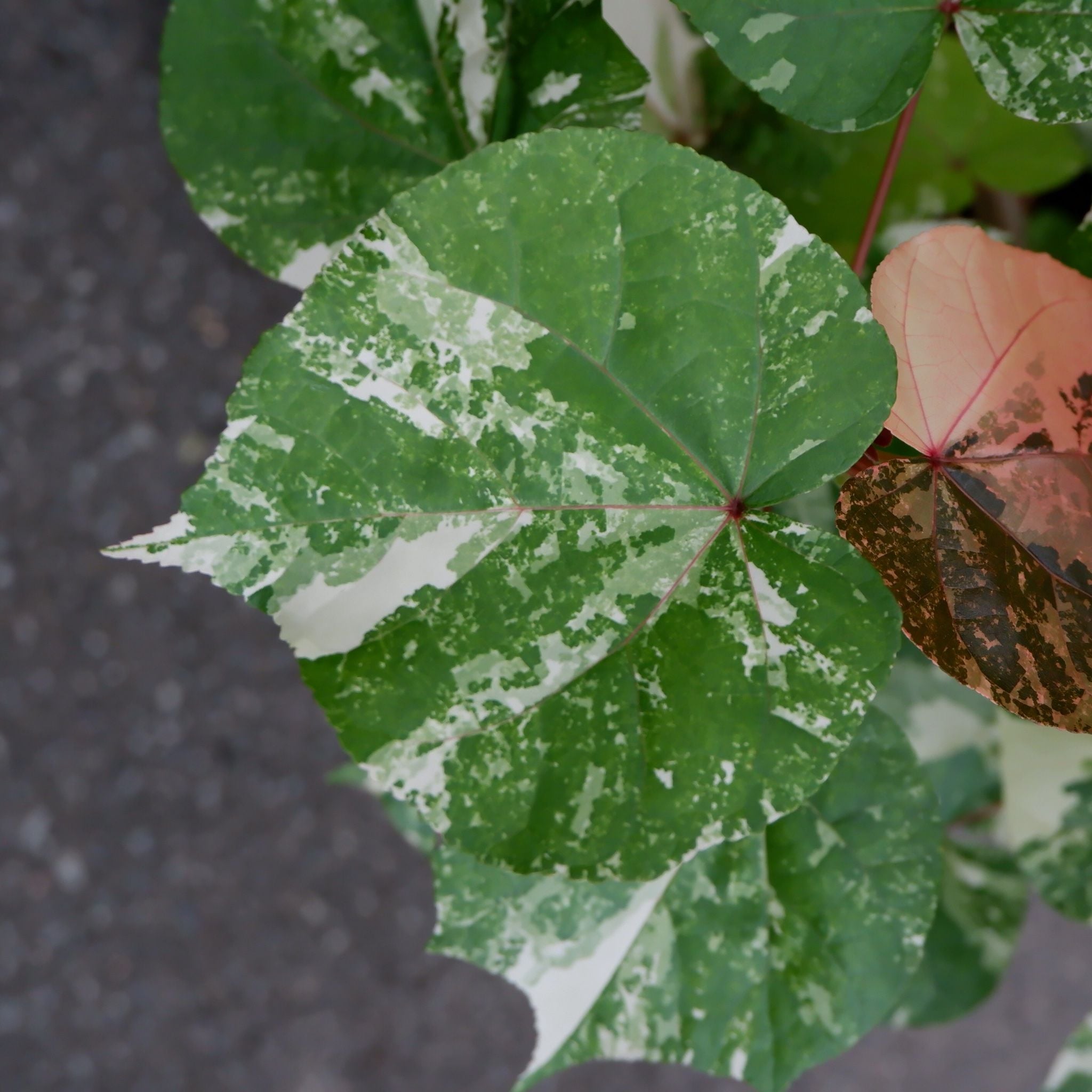  Cây Tra Var ưa nắng size nhỏ 