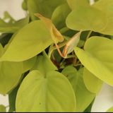  Cây Trầu Bà Neon treo nội thất 