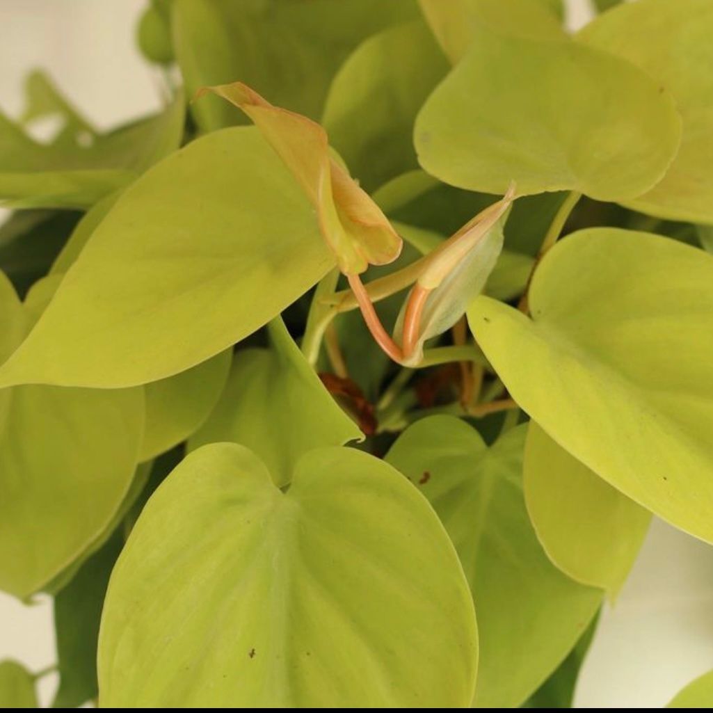  Cây Trầu Bà Neon treo nội thất 