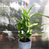  Cây Chuối két xanh ưa nắng 