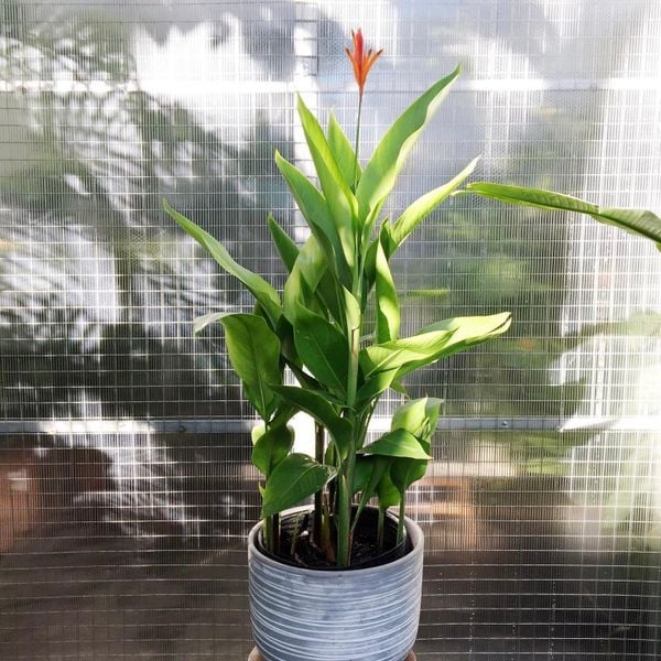  Cây Chuối két xanh ưa nắng 