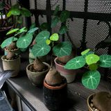  Củ Bình vôi size nhỏ để bàn 