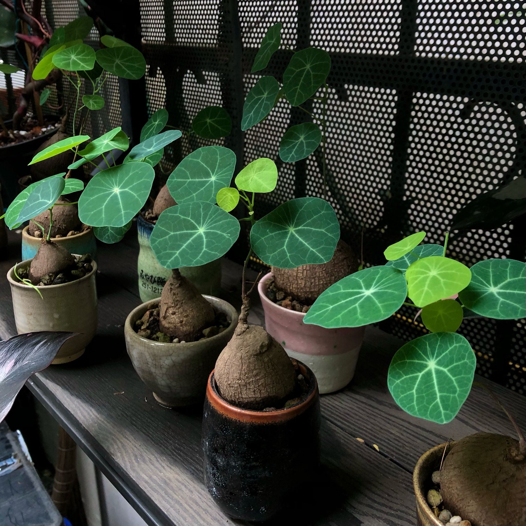  Củ Bình vôi size nhỏ để bàn 