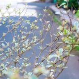  Cây Bàng Đài Loan cẩm thạch ưa nắng 