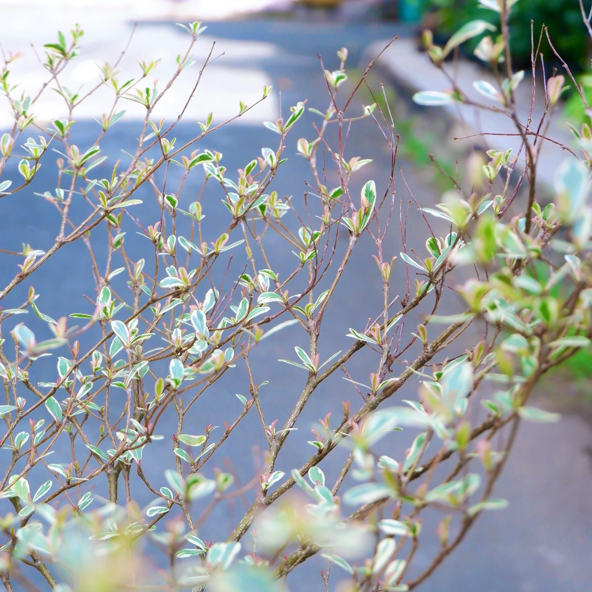  Cây Bàng Đài Loan cẩm thạch ưa nắng 