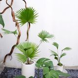  Cây Cọ Ta nội thất size lớn 