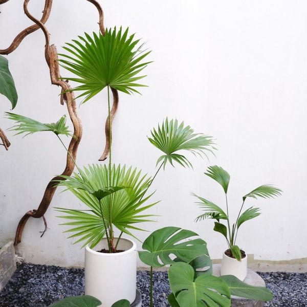  Cây Cọ Ta nội thất size lớn 