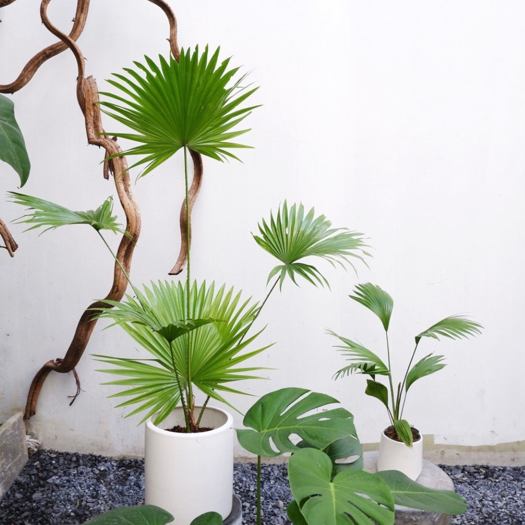  Cây Cọ Ta nội thất size lớn 