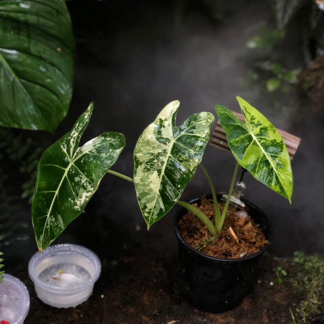  Cây Alocasia Frydek var sưu tầm 