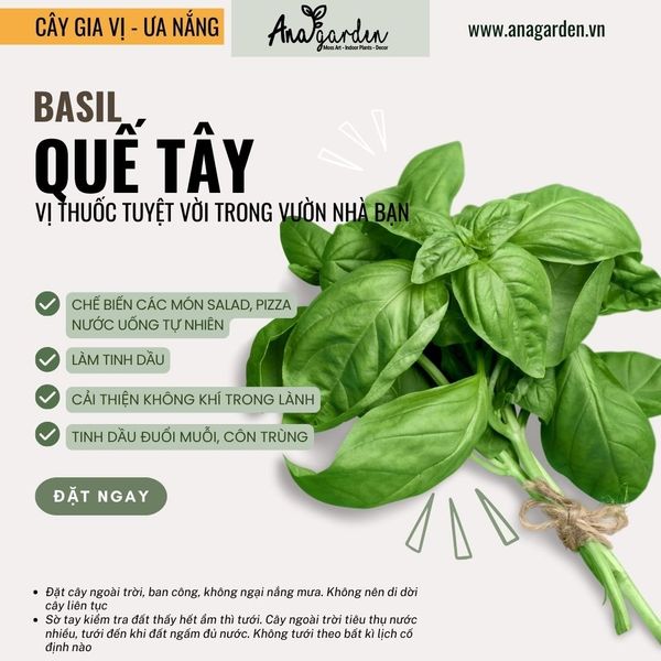  Húng quế tây (sweet Basil) 