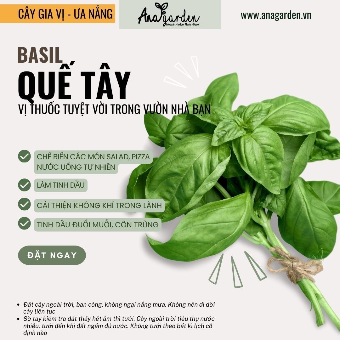  Húng quế tây (sweet Basil) 