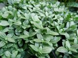  Lá mai mắn - Fittonia nội thất 