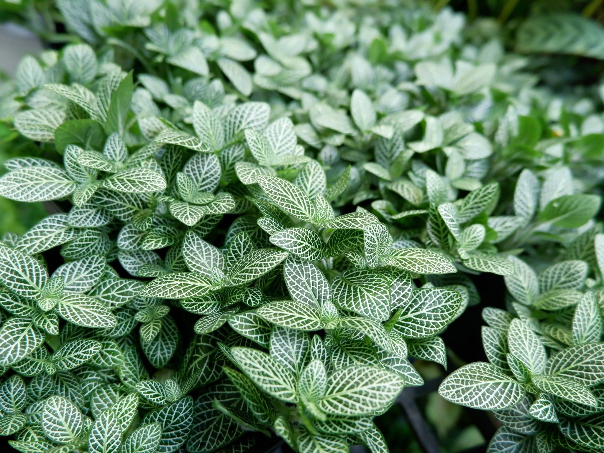  Lá mai mắn - Fittonia nội thất 
