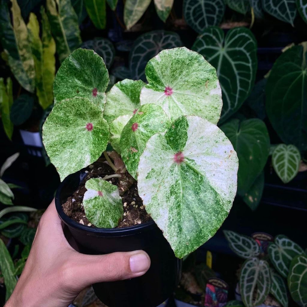  Cây Bengonia rouge var sưu tầm 