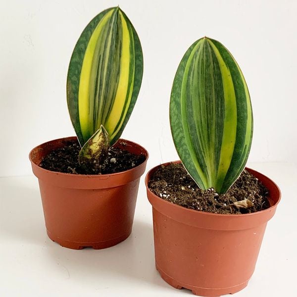  Cây Sansevieria whale fin size nhỏ 