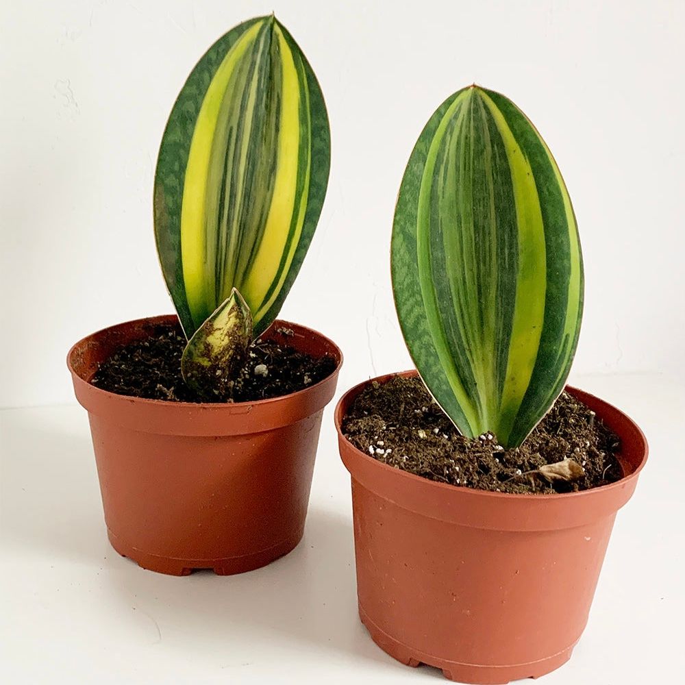  Cây Sansevieria whale fin size nhỏ 