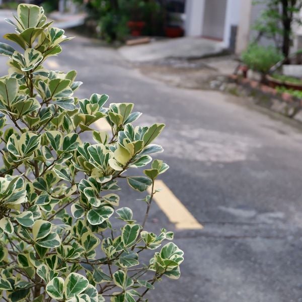  Cây Si Thái ưa nắng size lớn 