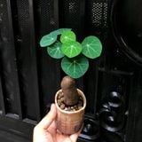  Củ Bình vôi size nhỏ để bàn 