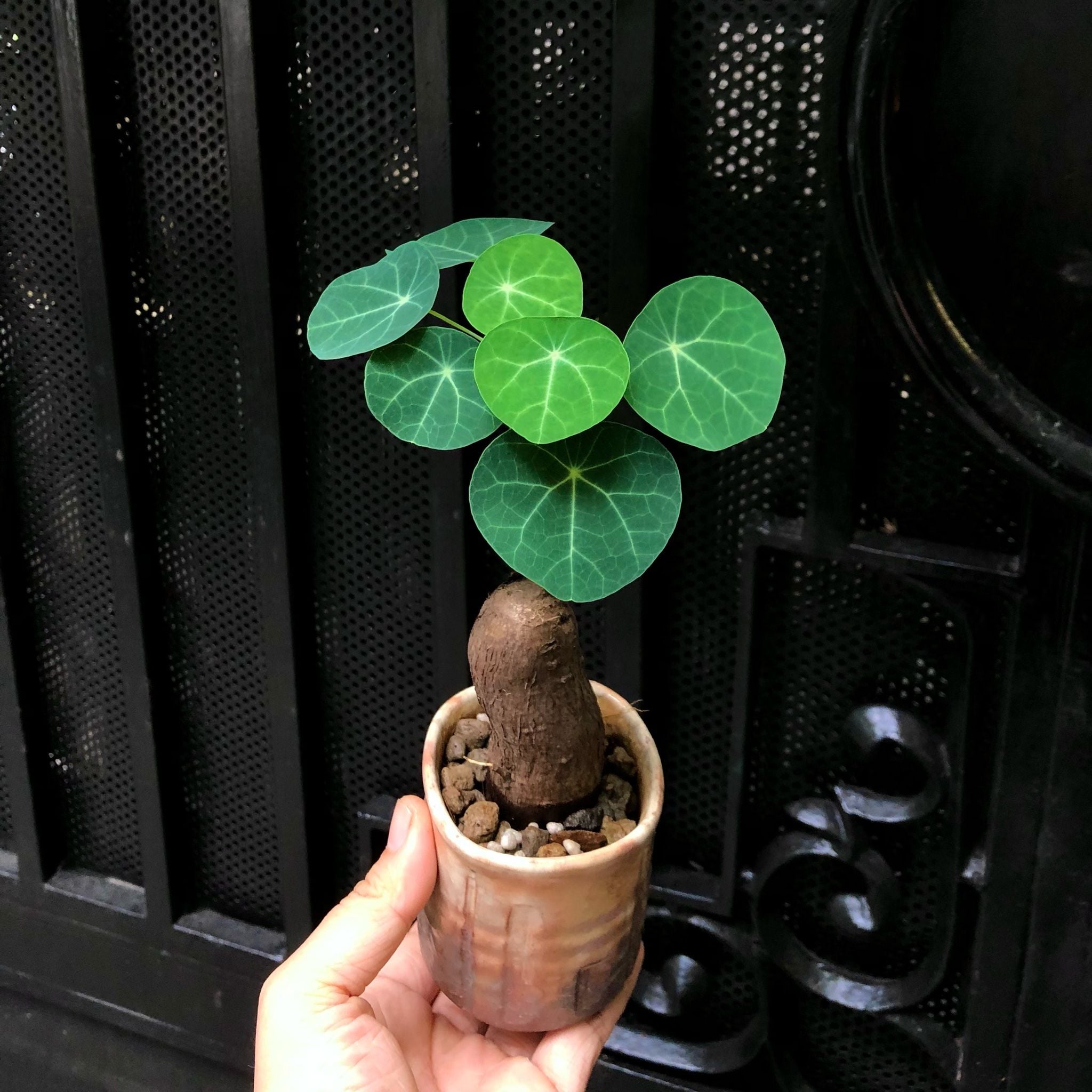  Củ Bình vôi size nhỏ để bàn 