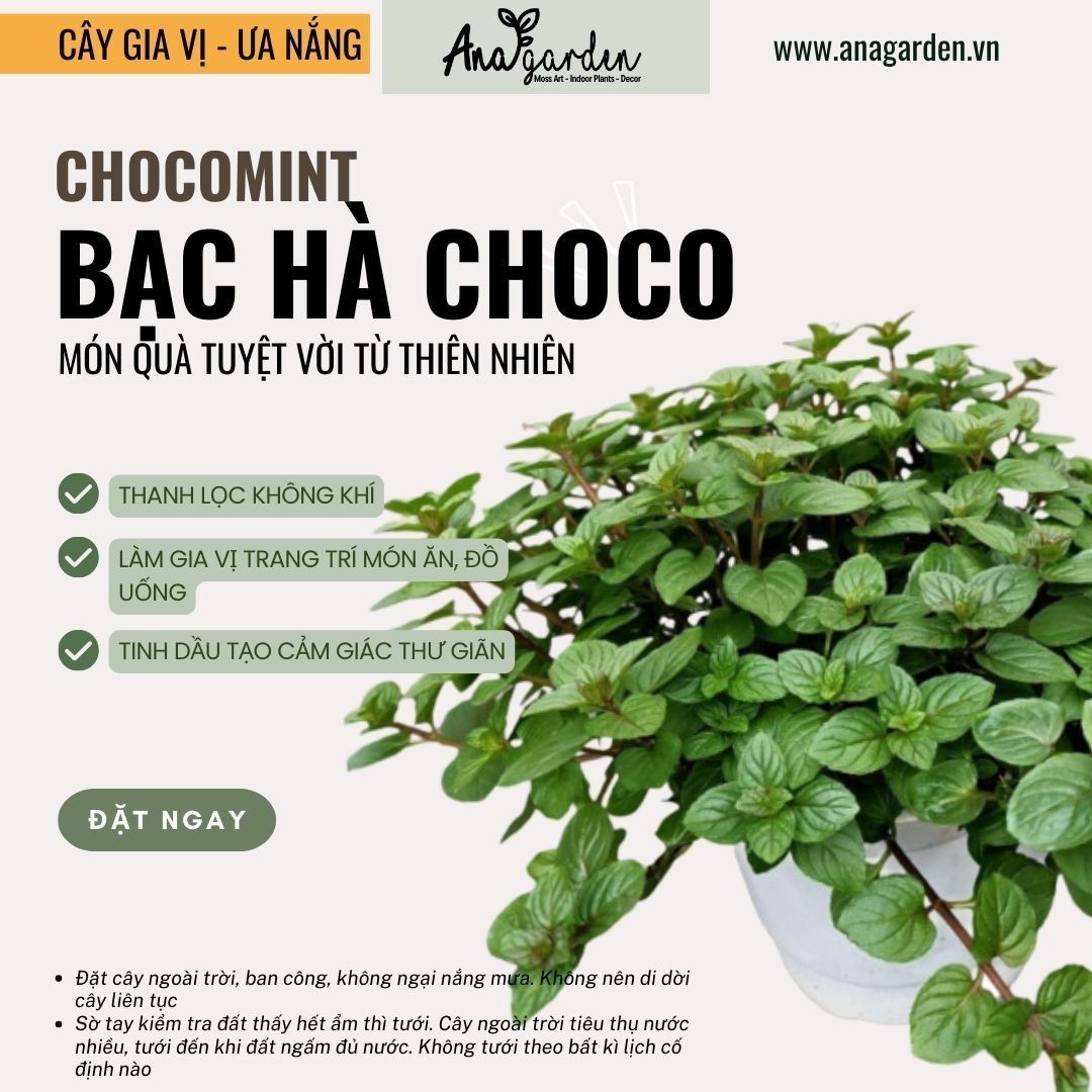  Bạc hà socola (Chocolatemint) 