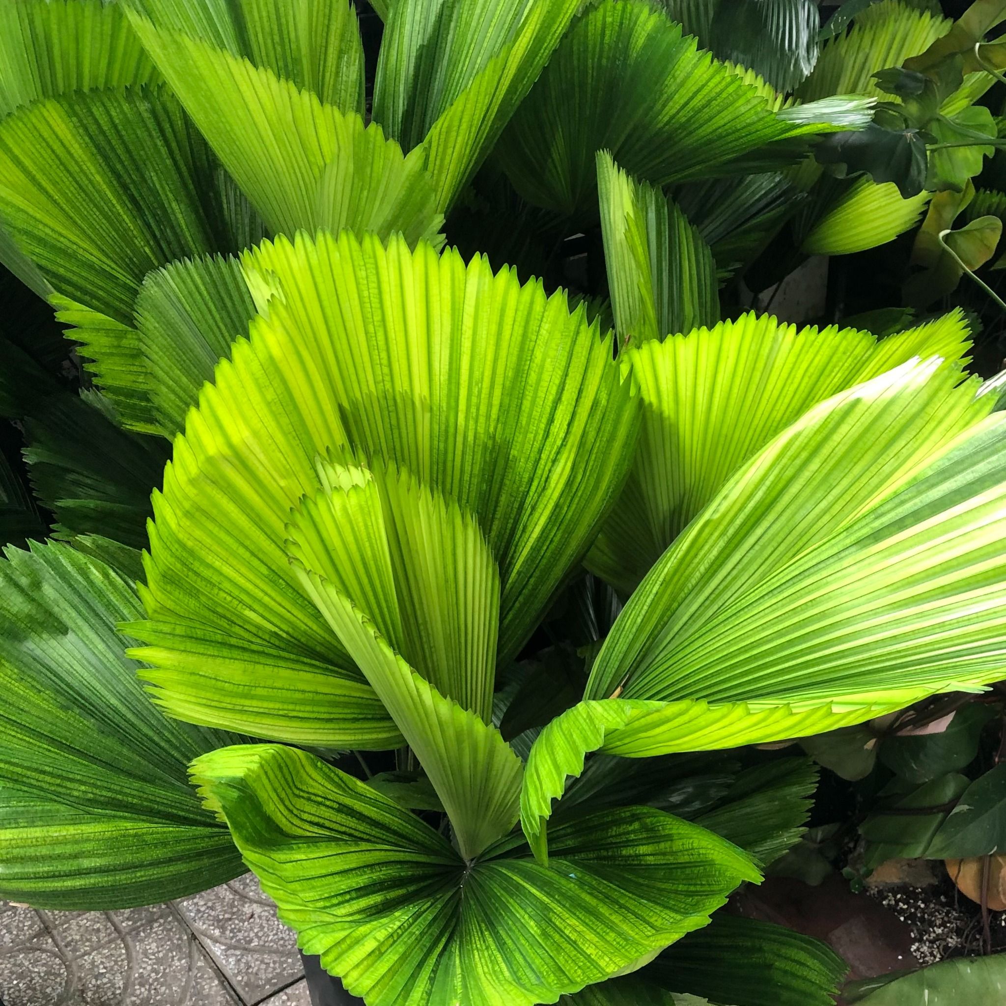  Cây Cọ Nhật loang màu (Palm tree) 