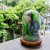  Chụp Thủy Tinh Rêu D12-H20 001 