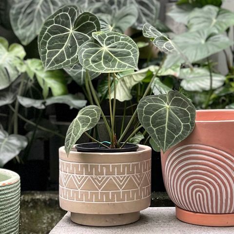 Chậu màu họa tiết