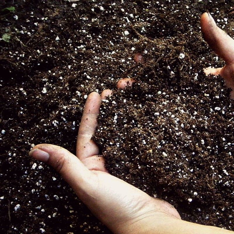  Đất trồng cây đóng gói theo bịch 