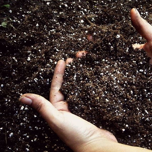  Đất trồng cây đóng gói theo bịch 