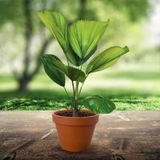  Cây Cọ Nhật loang màu (Palm tree) 