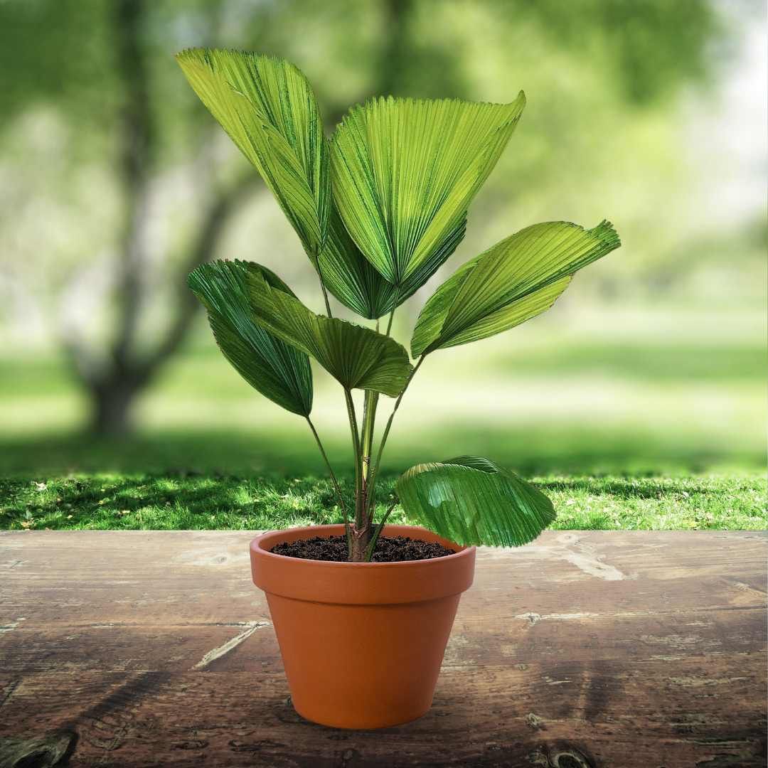  Cây Cọ Nhật loang màu (Palm tree) 