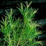  Tràm Trà (Melaleuca alternifolia) 
