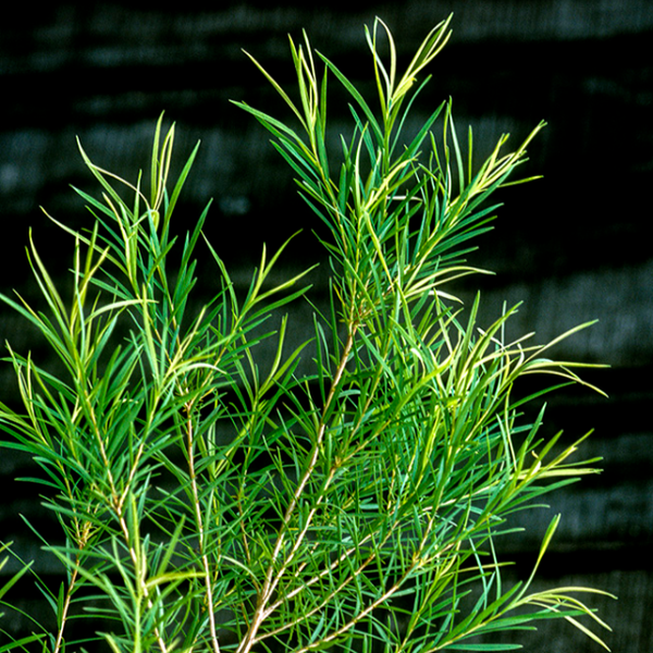  Tràm Trà (Melaleuca alternifolia) 