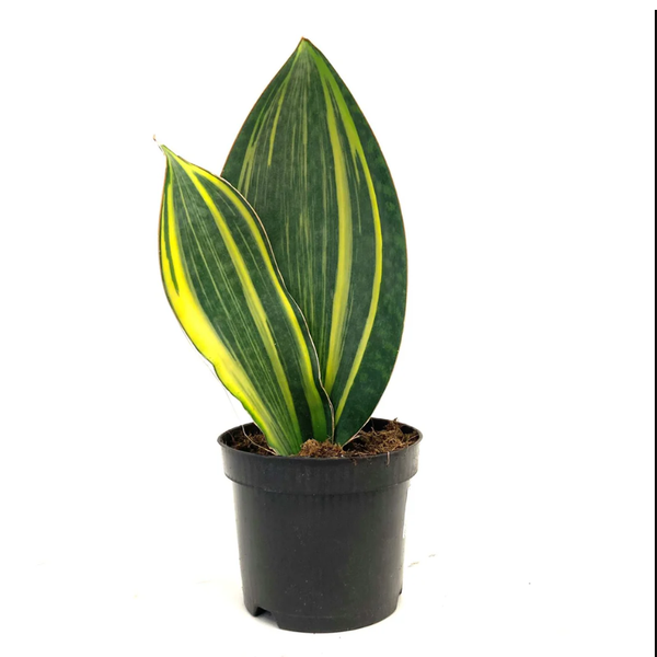  Cây Sansevieria whale fin size nhỏ 