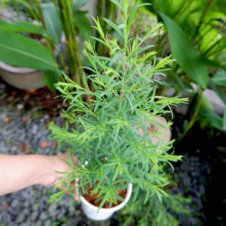  Tràm Trà (Melaleuca alternifolia) 