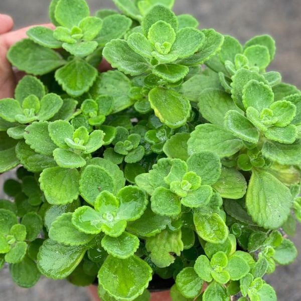  Nhất Mạt Hương (Plectranthus hadiensis var.) 