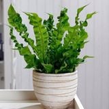  Cây Ổ Phụng nội thất size nhỏ 