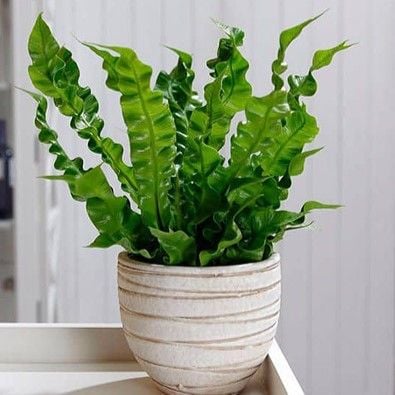  Cây Ổ Phụng nội thất size nhỏ 