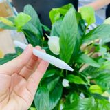  Bút Cảm Ứng iPad Switcheasy EasyPen Pro 4 