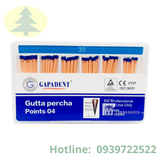  Côn gutta (Cone gutta) nhiều kích thước 