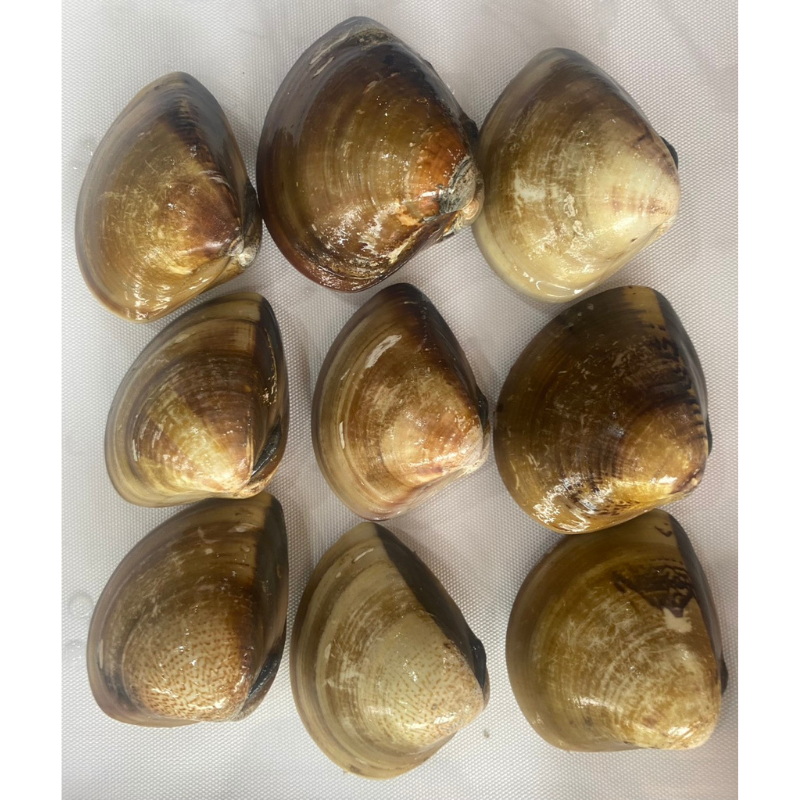 ngao dao 1kg