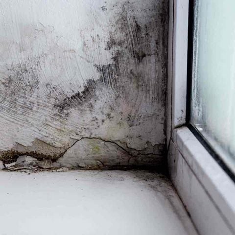 Xử lý tường bị ẩm, rêu mốc