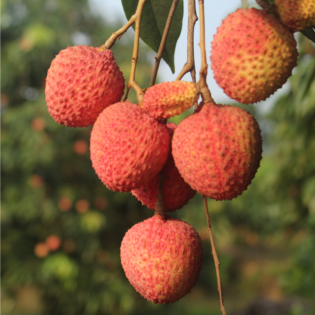 Vải Trứng Hưng Yên